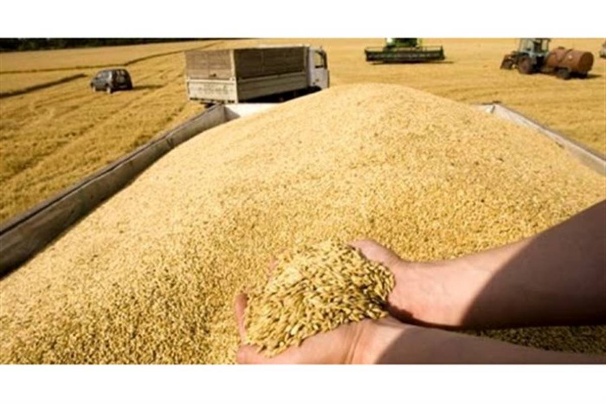 8 هزار تن بذر اصلاح شده گندم و جو در کهگیلویه و بویراحمد توزیع می‌شود