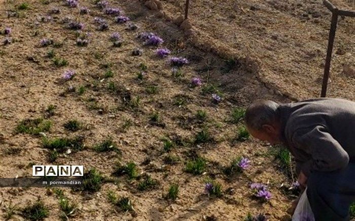 معدن طلای سرخ در دامان همیشه سبز میمه