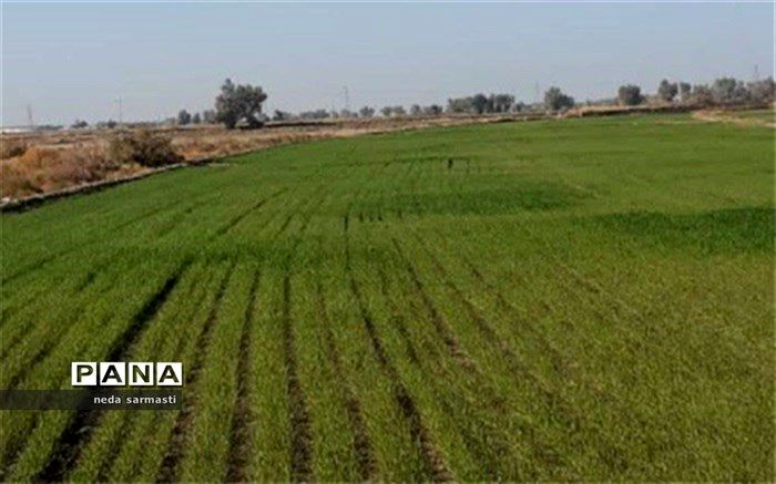 کشت قراردادی محصولات کشاورزی در کرمانشاه کلید خورد