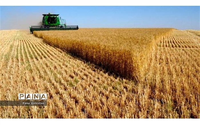 چند هکتار گندم در سیستان وبلوچستان کشت می‌شود؟