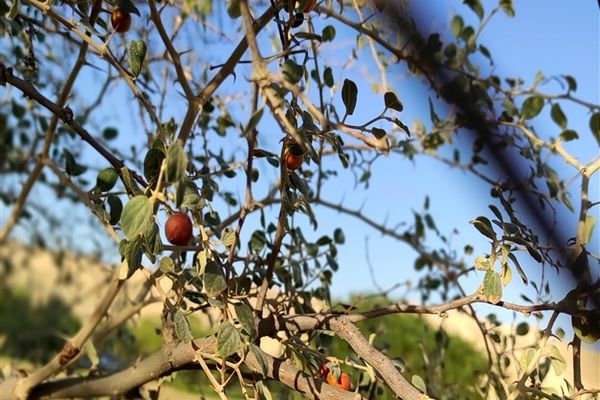 طبیعت زیبا و پرورش زنبور عسل در روستای حبابه شهرستان امیدیه