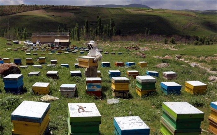 داروهای مورد نیاز زنبور عسل هم به بازار سیاه رسید
