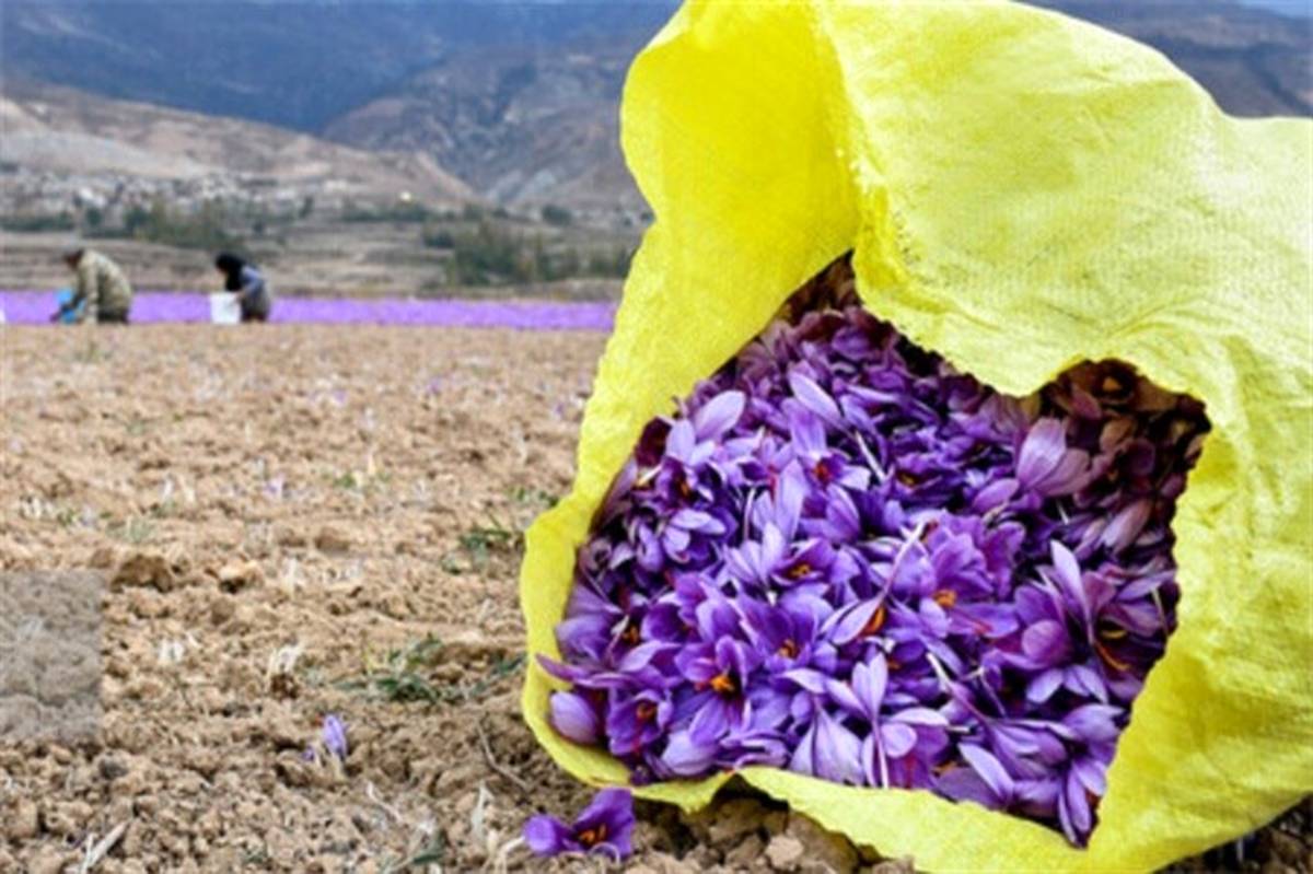 ضرر 70 درصدی به زعفران به‌دلیل کمبود آب