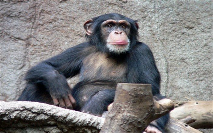 مرگ شامپانزه معروف ایرانی در آفریقا