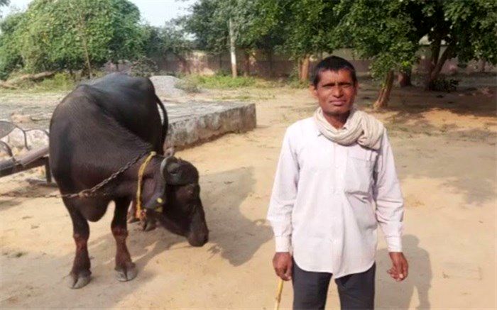کشاورز هندی پیش پلیس از گاوهایش شکایت کرد