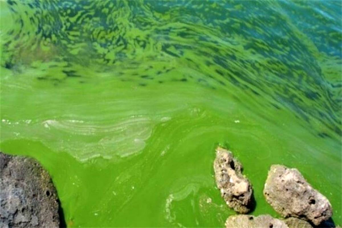 مشاهده پدیده شکوفایی پلانکتونی به رنگ سبز در خلیج چابهار