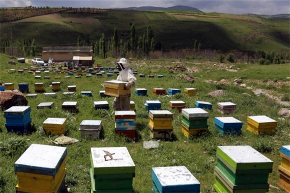 تولید بیش از 2 هزار تُن عسل در فیروزآباد 