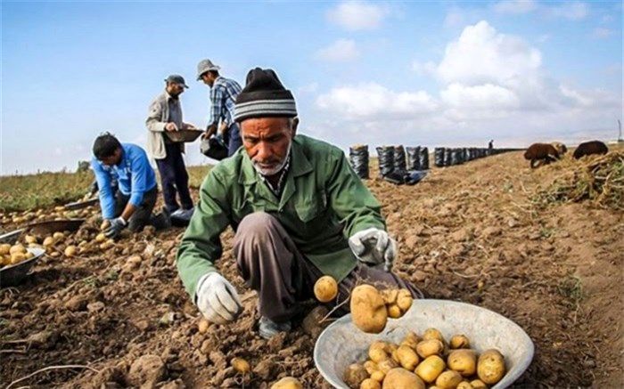 پشت پرده‌ برگشت محصولات کشاورزی ایران