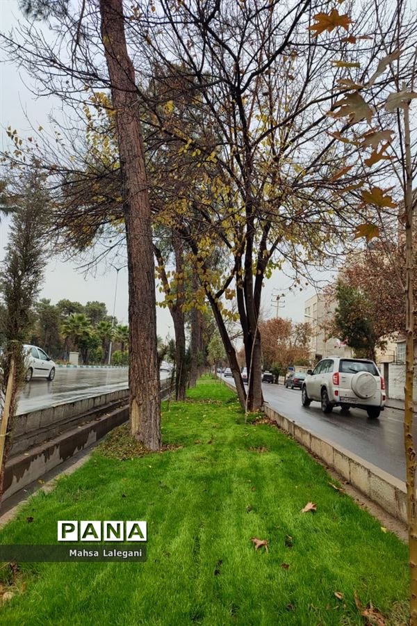 طراوت زمستانی شیراز پس از بارش نخستین باران فصلی
