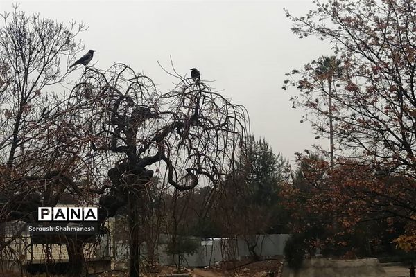 طراوت زمستانی شیراز پس از بارش نخستین باران فصلی