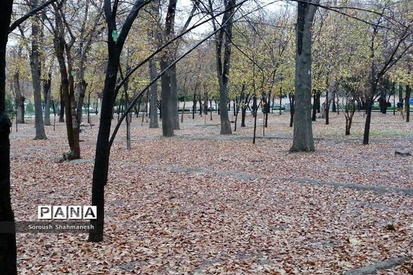 طراوت زمستانی شیراز پس از بارش نخستین باران فصلی