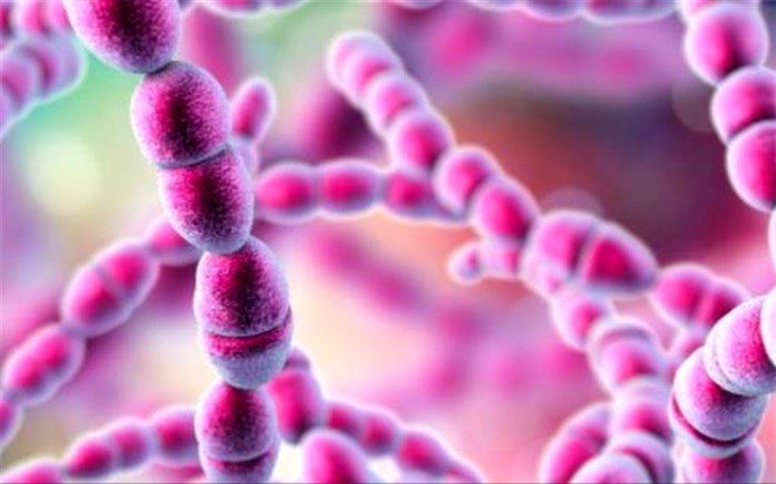 بیش از ۷۰ هزار باکتری در بدن انسان وجود دارد