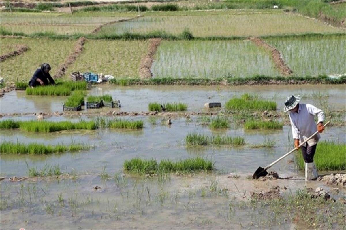 کشت برنج در مناطق مختلف کشور با تشخیص کارگروه سازگاری با کم‌آبی استان‌ها تعیین می‌شود