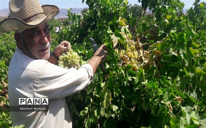 اعتبار هزار میلیارد تومانی مجلس برای بیمه محصولات کشاورزی