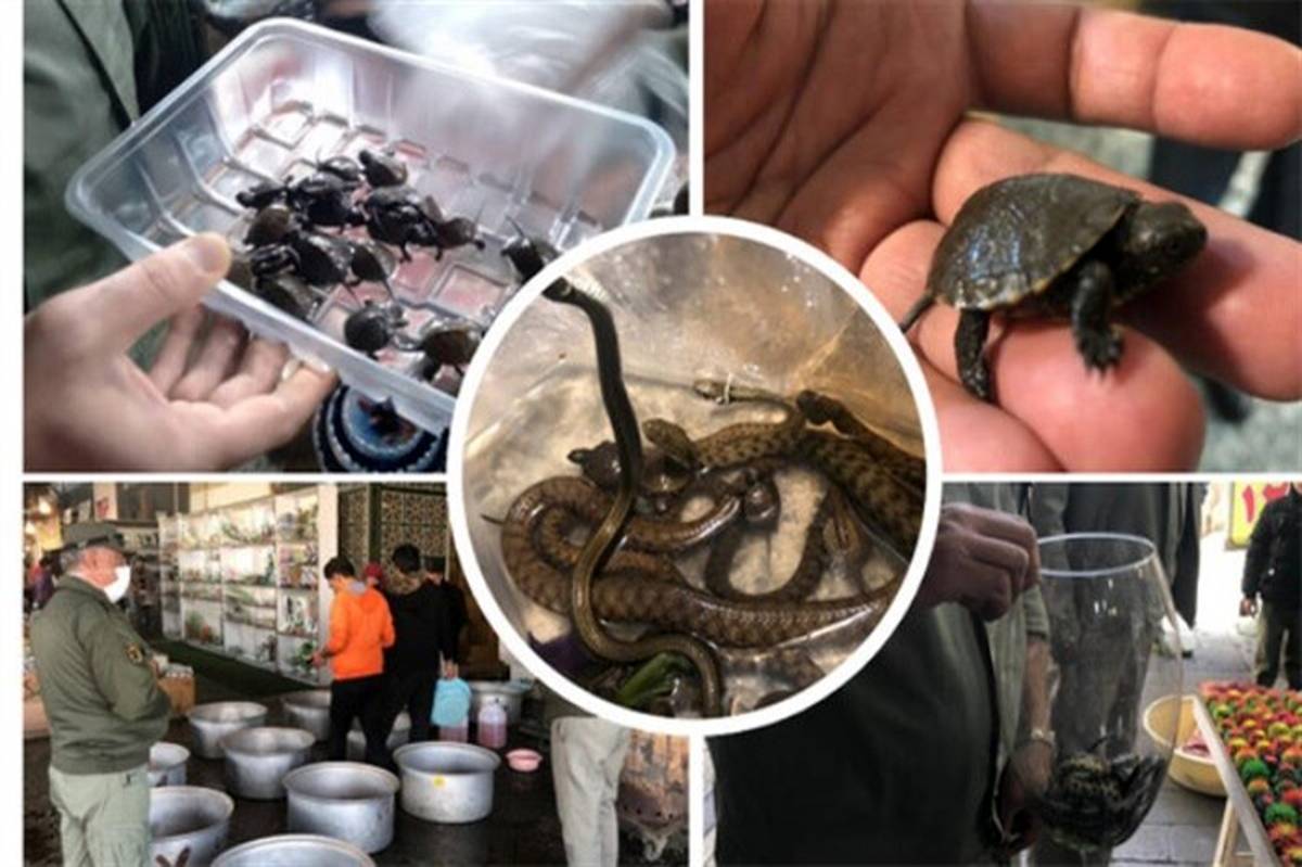 ۳۵۰ لاکپشت برکه‌ای در بازارهای عیدانه تهران کشف شد