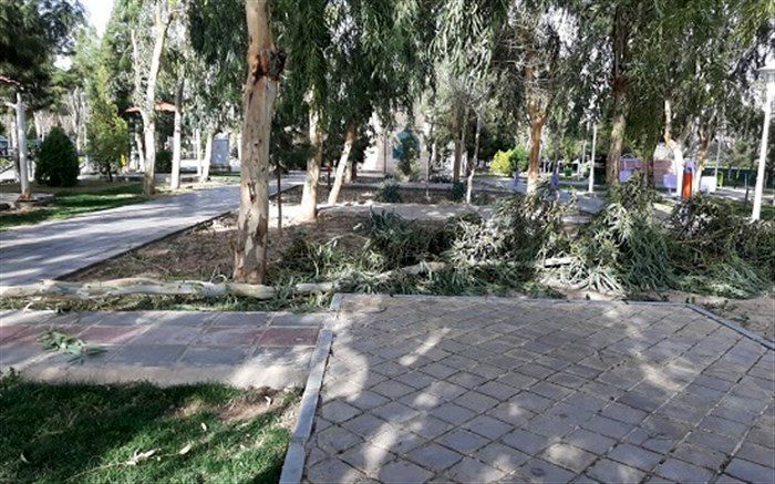 شکستن درخت در اثر وزش باد شدید در قم