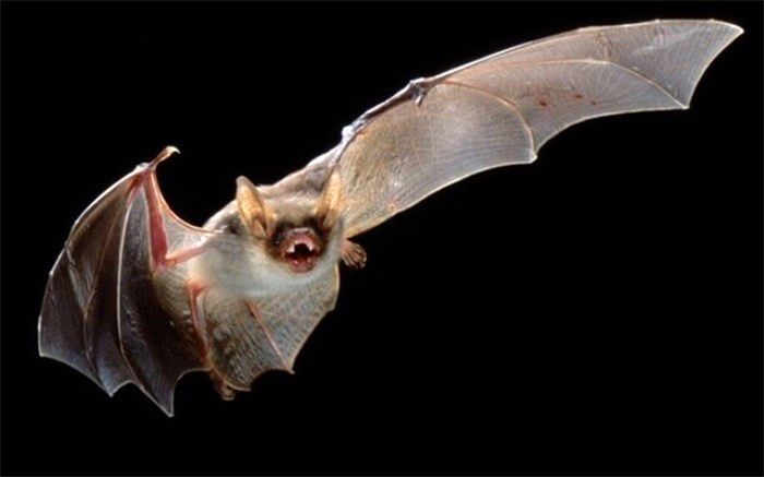 افشای راز خفاش‌ها در نحوه انتقال ویروس