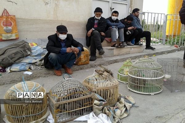 بازار پرندگان خلیج فارس تهران