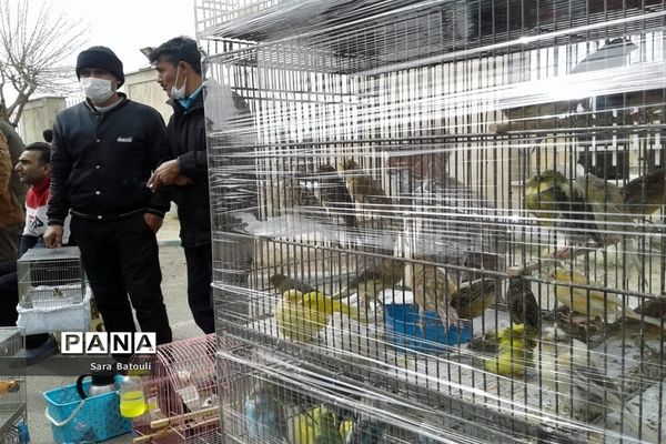 بازار پرندگان خلیج فارس تهران