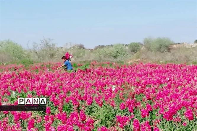 جاذبههای گردشگری حمیدیه