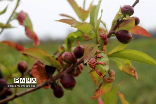 بهار طبیعت در گلوگاه