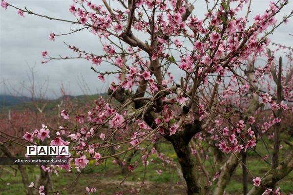 بهار طبیعت در گلوگاه