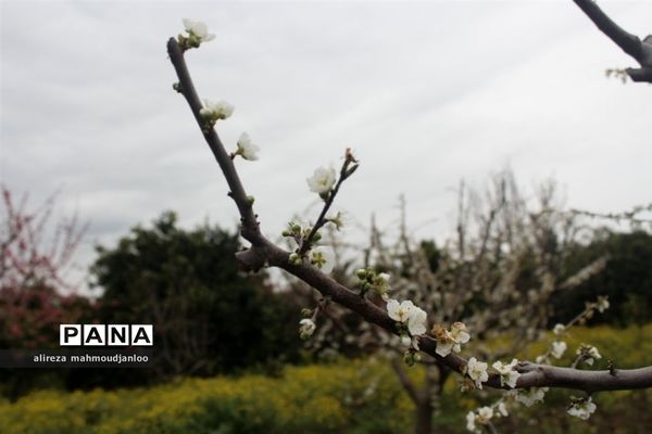 بهار طبیعت در گلوگاه