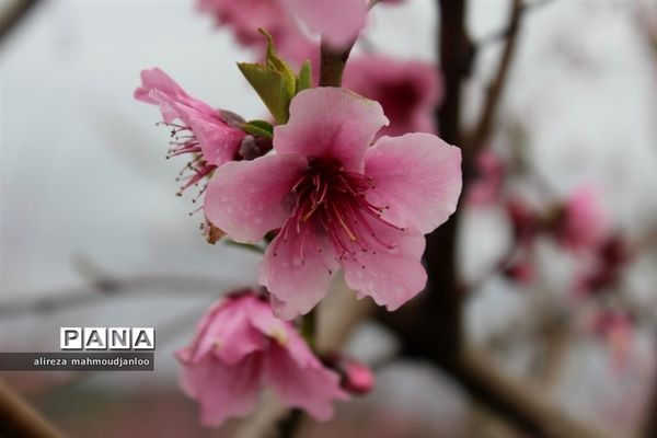 بهار طبیعت در گلوگاه