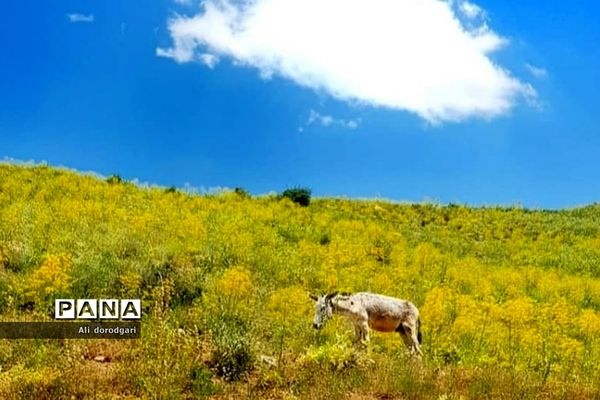 طبیعت زیبای روستای وِسکاره  رودهن