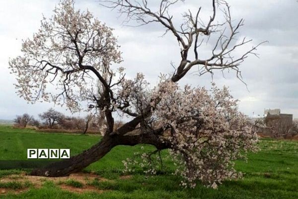 طبیعت زیبای روستای اسفندان