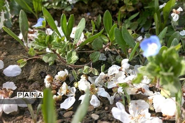 طبیعت زیبای روستای اسفندان