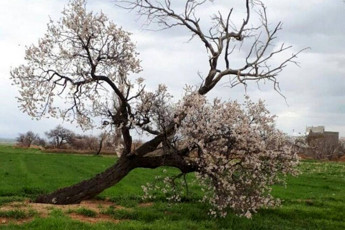 طبیعت زیبای روستای اسفندان