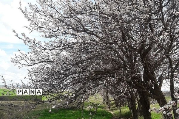 طبیعت زیبای روستای اسفندان