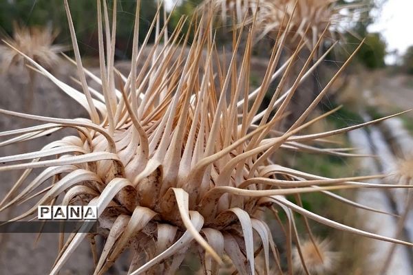 طبیعت زیبای روستای اسفندان