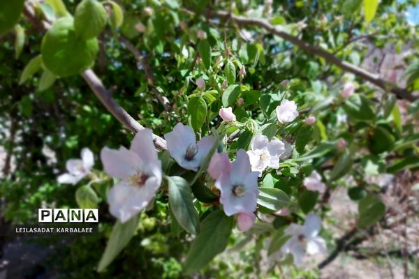 طبیعت زیبای روستاهای هومبر و دوک
