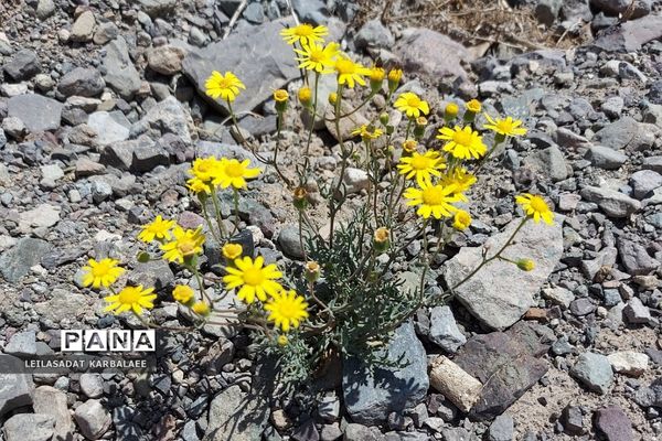 طبیعت زیبای روستاهای هومبر و دوک