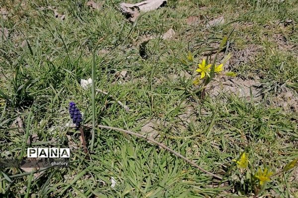 طبیعت زیبای بهاری روستای حصار دماوند