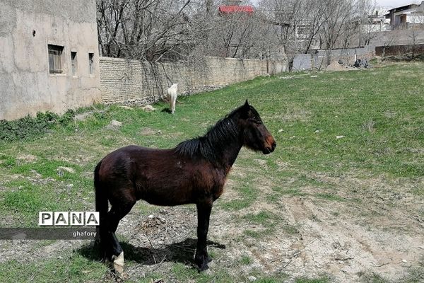 طبیعت زیبای بهاری روستای حصار دماوند