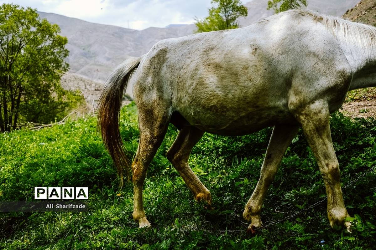 طبیعت زیبای منطقه کوهستانی البرز مرکزی