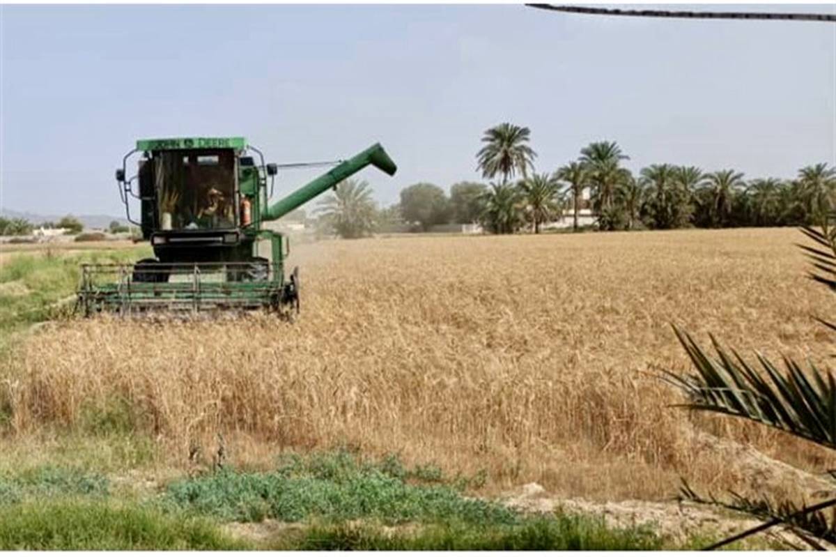 برداشت اولین خوشه‌های طلایی گندم کشور در سیستان و بلوچستان