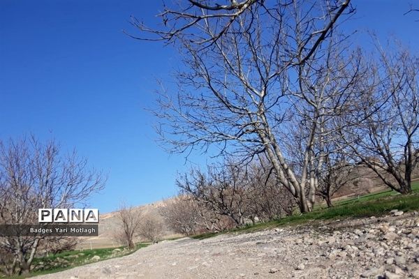شکوفه‌های بهاری در روستای قله‌‌جوق کرمانشاه