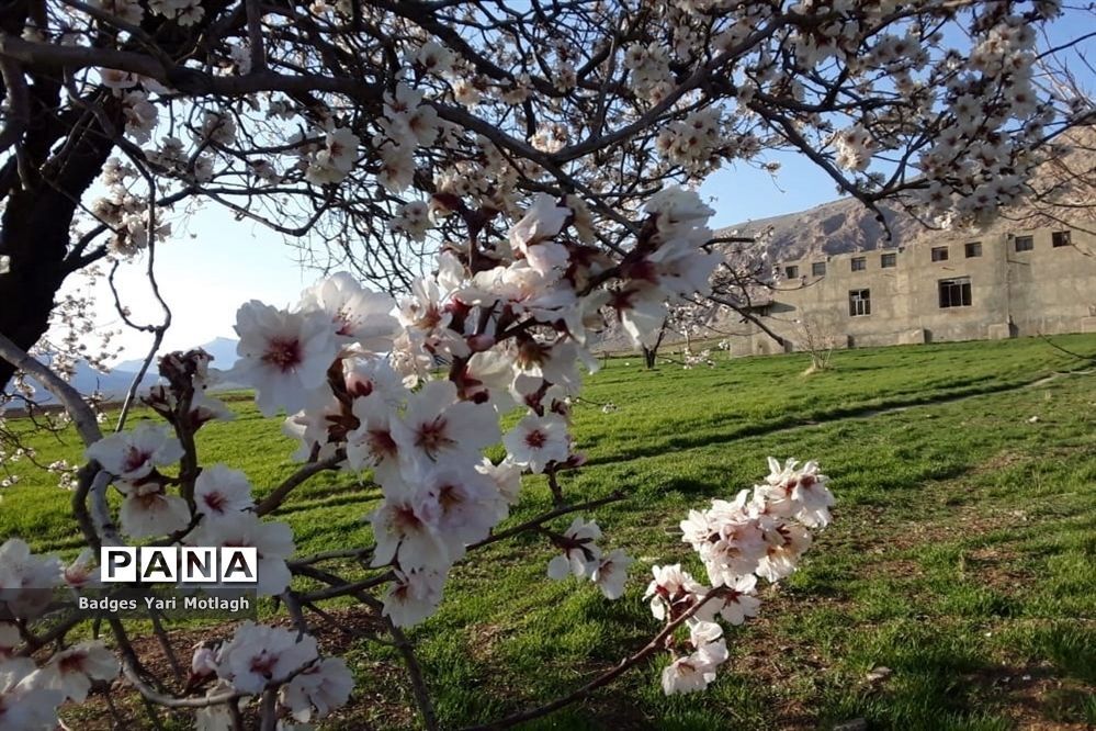 شکوفه‌های بهاری در روستای قله‌‌جوق کرمانشاه