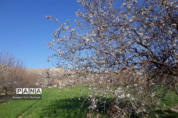 شکوفه‌های بهاری در روستای قله‌‌جوق کرمانشاه