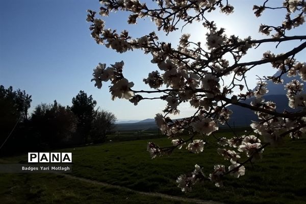 شکوفه‌های بهاری در روستای قله‌‌جوق کرمانشاه