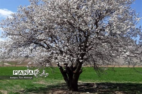 شکوفه‌های بهاری در روستای قله‌‌جوق کرمانشاه