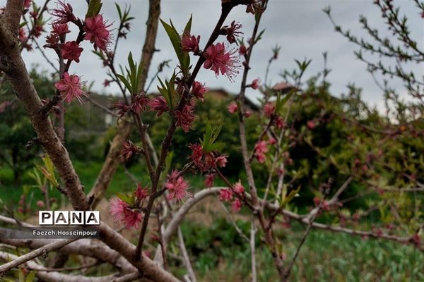روستای امیرکلا در بابلکنار