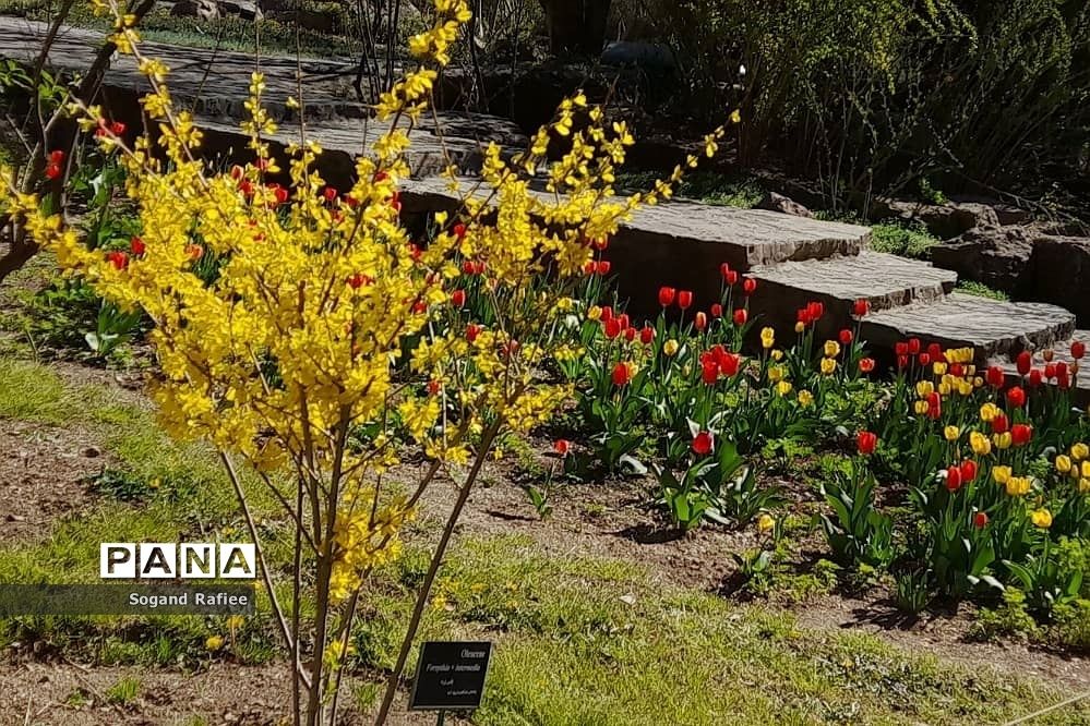 طبیعت زیبای بهاری باغ گیاه‌شناسی ملی ایران