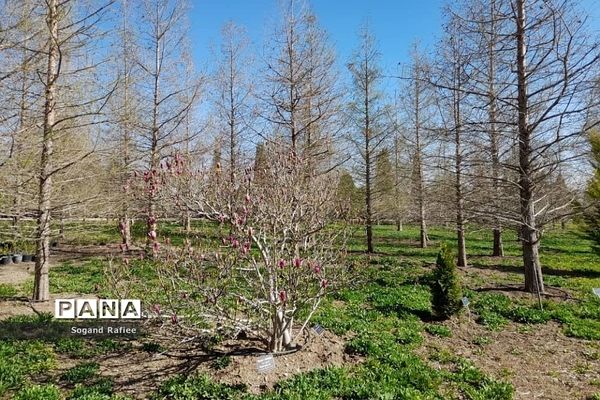 طبیعت زیبای بهاری باغ گیاه‌شناسی ملی ایران