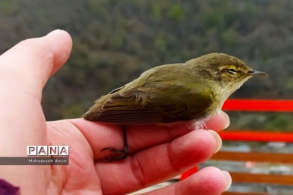 لاویج؛ بهشت گمشده مازندران