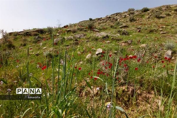 طبیعت زیبای سردشت دزفول در بهار1401